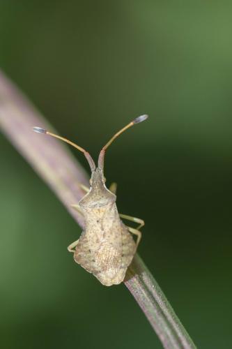 Syromastus rhombeus